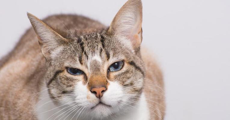 猫咪嘶哑的叫声（探究猫咪嘶哑叫声的原因与应对方法）