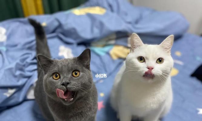猫咪叫时嘴巴为什么会发抖（探究猫咪嘴巴发抖的原因及其可能的危险信号）