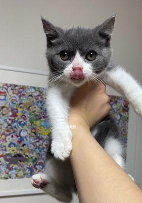 猫咪叫时嘴巴为什么会发抖（探究猫咪嘴巴发抖的原因及其可能的危险信号）