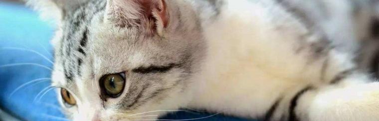 宠物猫咪节育后的注意事项（为什么需要给猫咪进行节育手术及术后注意事项）