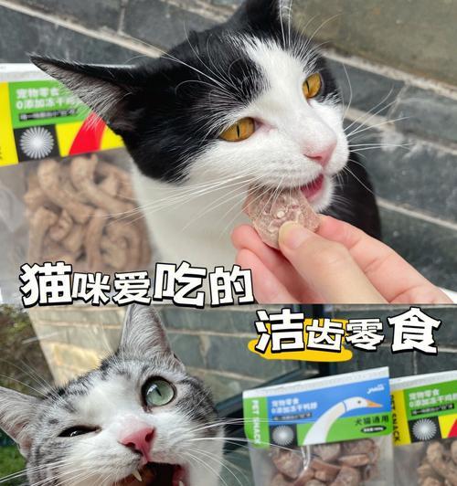 猫咪洁齿小技巧，让宠物的口腔健康无忧（猫咪洁齿水可以天天喝吗）