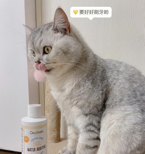 猫咪洁齿小技巧，让宠物的口腔健康无忧（猫咪洁齿水可以天天喝吗）
