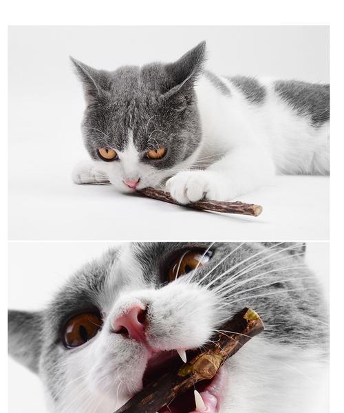 宠物牙齿健康必备，猫咪洁牙棒教你如何做（宠物牙齿健康必备）