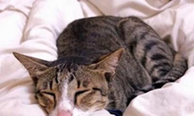宠物猫咪肠胃问题的解决方法（掌握这些方法）