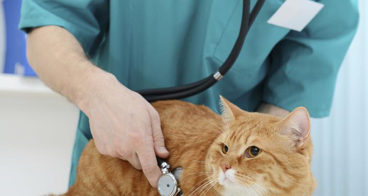 宠物猫咪肠胃问题的解决方法（掌握这些方法）