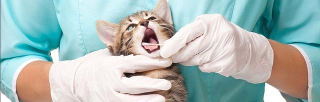 宠物猫咪肠胃问题的解决方法（掌握这些方法）