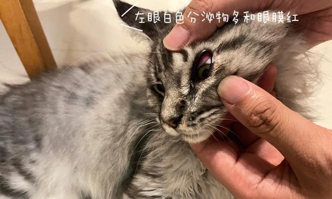 揭秘猫咪结膜水肿的成因（宠物猫咪眼部问题的病因分析与解决方案）