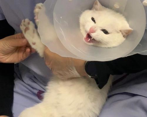 猫咪结扎与肾病关联的真相（了解结扎手术对猫咪肾脏健康的影响）