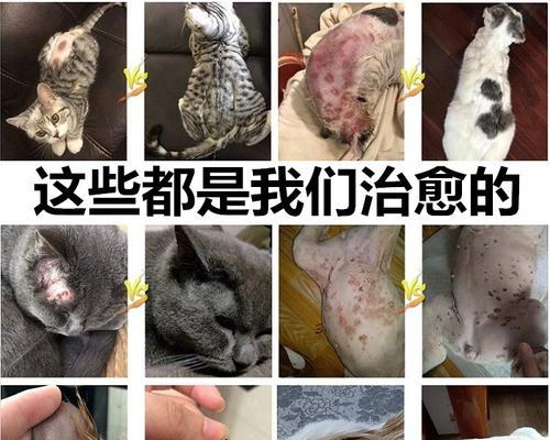 治疗猫咪疥癣症的有效药物剂量（以宠物为主）