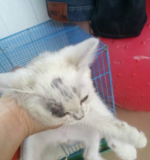 如何排查宠物猫咪疥螨病（了解疥螨病的症状和传染途径）