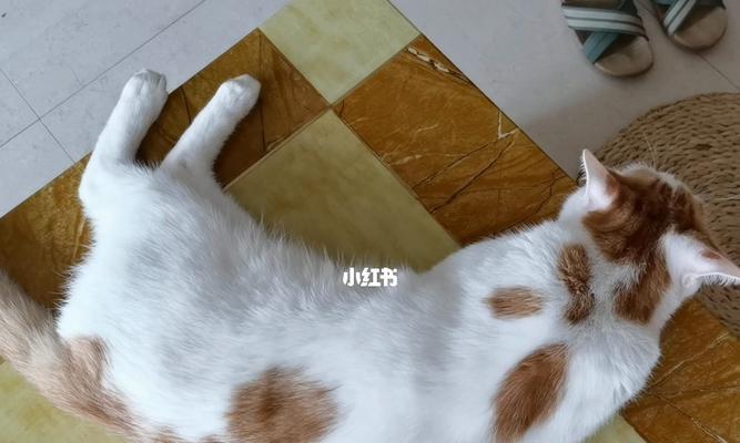 宠物猫咪为何要紧紧抓住自己的尾巴（探究猫咪抓住尾巴的原因和可能存在的问题）