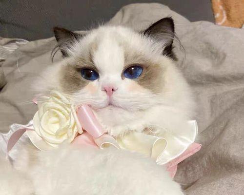 宠物猫咪不愿出房间，主人苦恼不已（如何解决猫咪不出房间的问题）