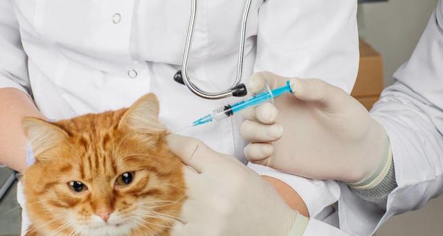 猫咪进口疫苗，如何选择最好的品牌（哪个牌子好？如何确保安全有效？进口疫苗的优势与劣势分析）