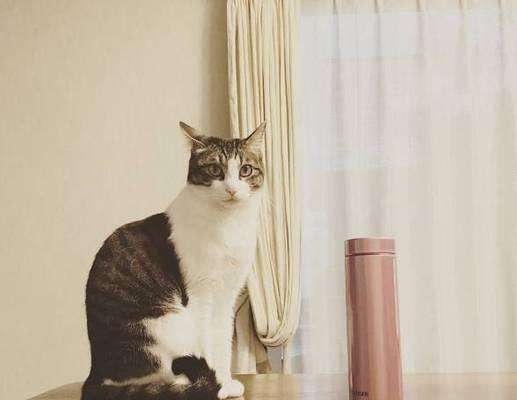 从毛球到孤独症（探究宠物猫咪在中年时期所面临的挑战）