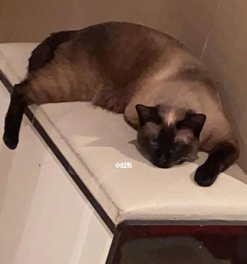 从毛球到孤独症（探究宠物猫咪在中年时期所面临的挑战）
