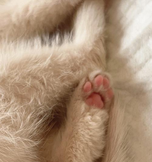 猫咪进砂盆挠完就出来（砂盆习惯的养成）