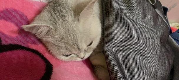 猫咪的进食与排便习惯剖析（从宠物主人的角度出发）