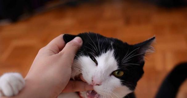 如何避免猫咪近亲繁殖（保护宠物猫咪健康的几个要点）