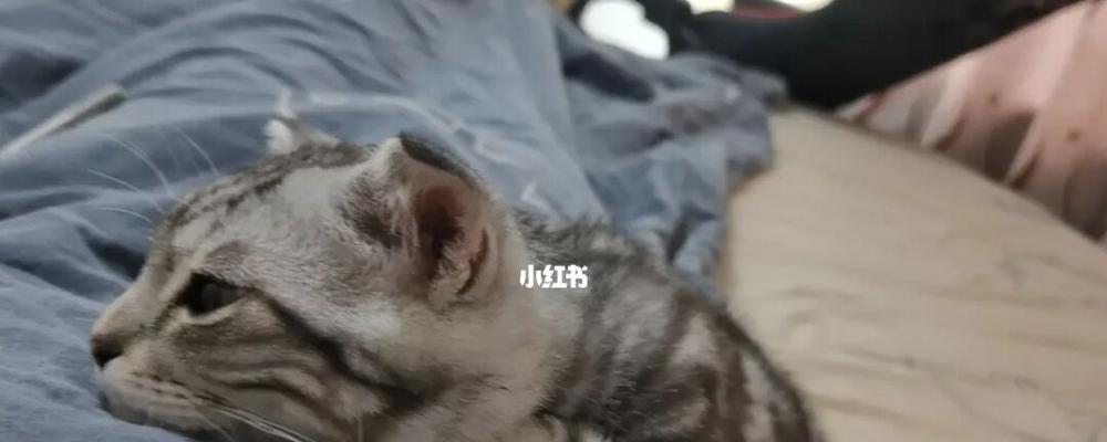 宠物猫精力不旺盛，你需要知道的一切（猫咪精力不足的原因）