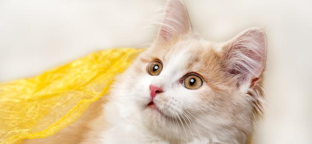 宠物猫精力不旺盛，你需要知道的一切（猫咪精力不足的原因）