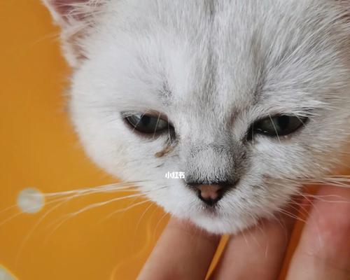 心灵不坚的小猫眼泪纷飞（以宠物为主题）