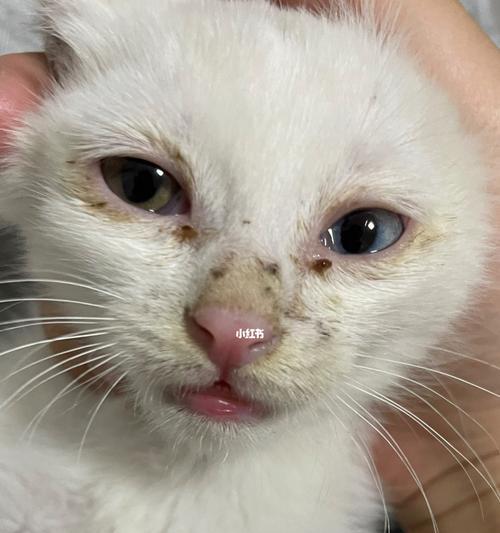 心灵不坚的小猫眼泪纷飞（以宠物为主题）
