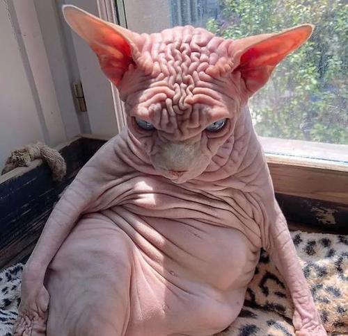 猫咪健康从耳朵开始（掌握宠物健康的关键）
