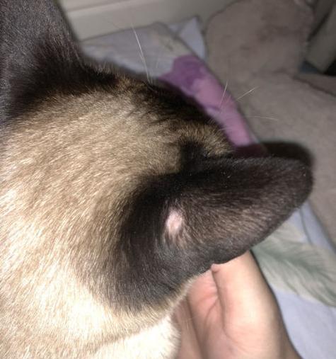 猫咪健康从耳朵开始（掌握宠物健康的关键）