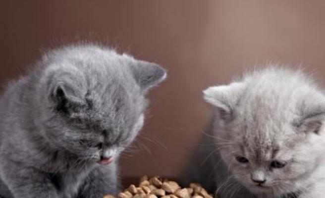 猫咪能吃葡萄吗（宠物主人需要注意的问题）