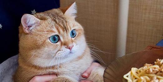 猫咪能吃葡萄吗（宠物主人需要注意的问题）