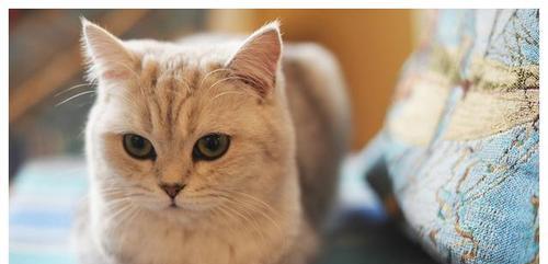 猫咪能吃葡萄吗（宠物主人需要注意的问题）
