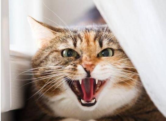 猫咪的哈气行为（了解猫咪哈气的含义及如何应对）