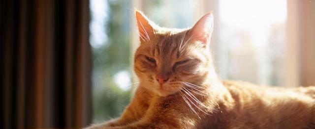 猫咪经常喝水不一定上火（宠物猫咪的饮水习惯及如何预防上火）