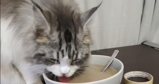 猫咪经常喝水不一定上火（宠物猫咪的饮水习惯及如何预防上火）