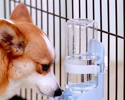 猫咪喝水频率正常吗（宠物猫的饮水习惯及注意事项）