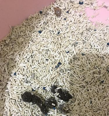 猫咪常空腹呕吐的原因与应对方法（揭秘猫咪空腹呕吐现象背后的问题）