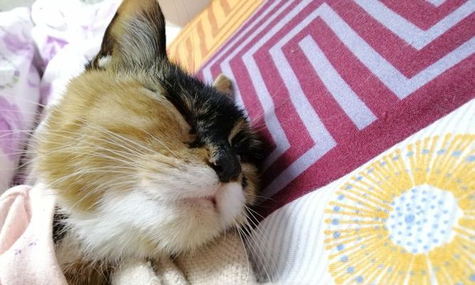 猫咪干呕，如何照顾（常见原因及应对方法）