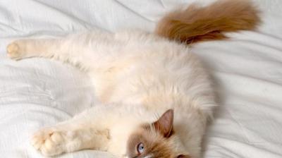 猫咪干呕，如何照顾（常见原因及应对方法）