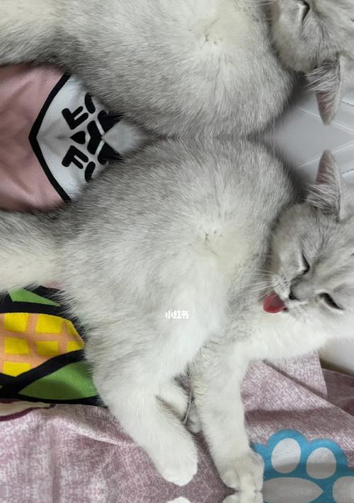 猫咪常常睡觉和不吃东西是否正常（如何辨别猫咪的健康状态）
