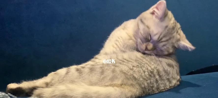 猫咪常常睡觉和不吃东西是否正常（如何辨别猫咪的健康状态）