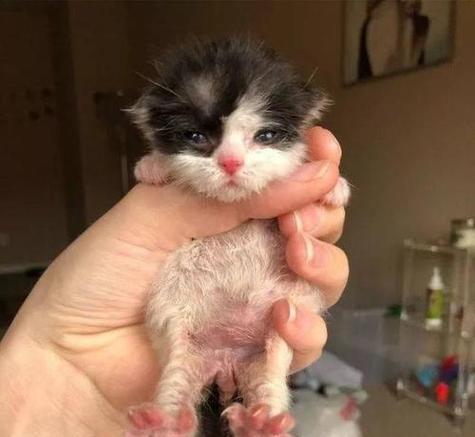 为什么猫咪经常在你身边叫（探究猫咪叫声背后的含义和原因）