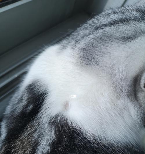 猫咪颈部秃一块不红，怎么办（解决猫咪颈部秃毛问题的小窍门）