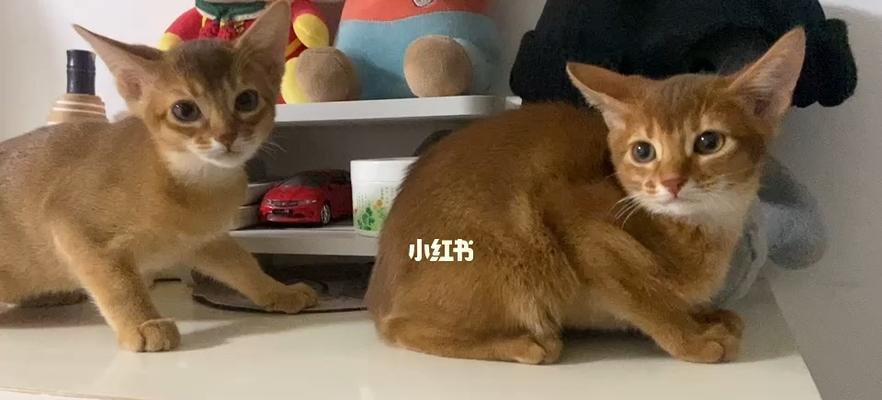 猫咪九条命的真相（揭秘宠物世界神秘的生命力）