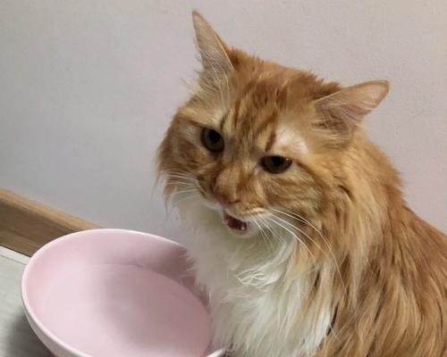 为什么猫咪总是不喝水（探究猫咪的饮水习惯）