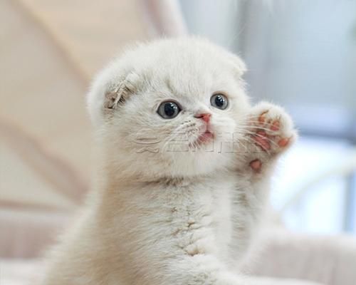 猫咪吐出乳白色液体的原因剖析（以猫咪菊花乳白色液体为例）