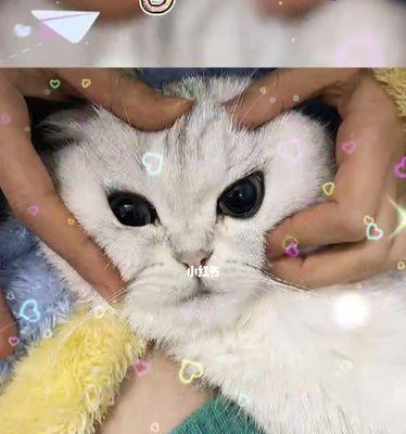 猫咪即将生产！如何为它做好准备（宠物主人必看！猫咪距离生产只有3天）