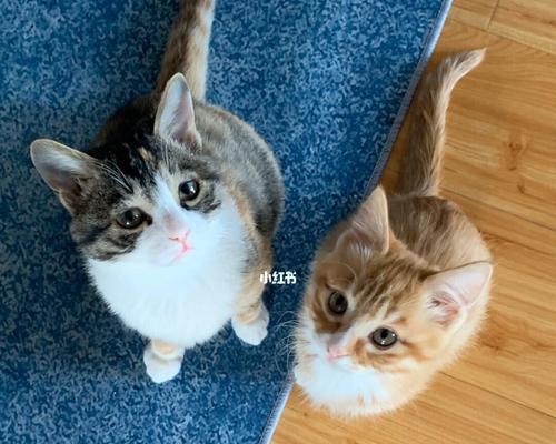 猫咪即将生产！如何为它做好准备（宠物主人必看！猫咪距离生产只有3天）