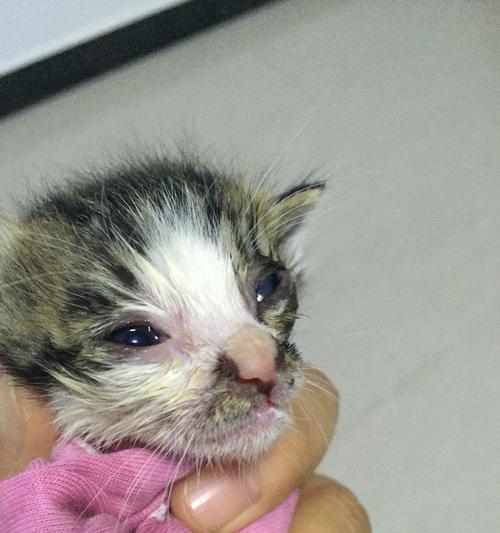 猫咪剧痛，失明可期（如何保护宠物猫免于失明风险）