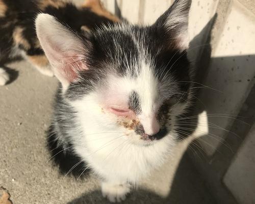 猫咪剧痛，失明可期（如何保护宠物猫免于失明风险）