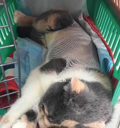 猫咪绝育后拆线多久可以洗澡（爱宠人士必读）